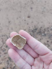 Heliocidaris