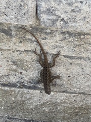 Sceloporus occidentalis