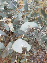 Eucalyptus gamophylla
