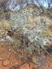Eucalyptus gamophylla