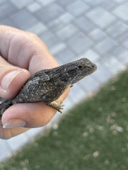Sceloporus occidentalis