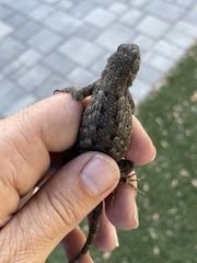 Sceloporus occidentalis