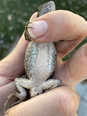 Sceloporus occidentalis