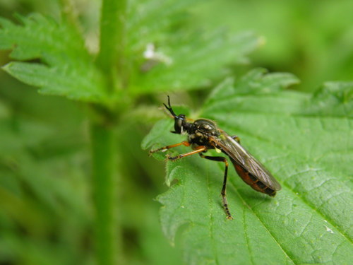 Dioctria rufipes