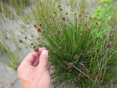 Juncus caespiticius