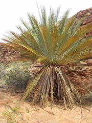 Macrozamia macdonnellii