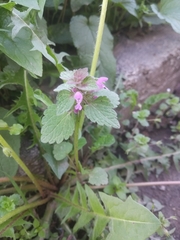 Lamium purpureum
