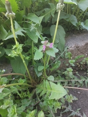 Lamium purpureum