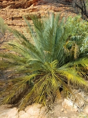 Macrozamia macdonnellii