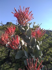 Psittacanthus auriculatus