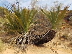 Macrozamia macdonnellii