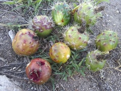 Stenocereus treleasei