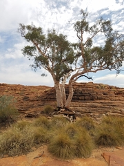 Corymbia aparrerinja