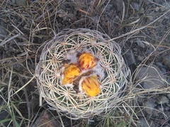 Coryphantha retusa