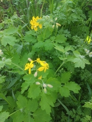 Chelidonium majus