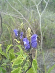 Stachytarpheta acuminata
