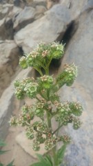 Phacelia procera
