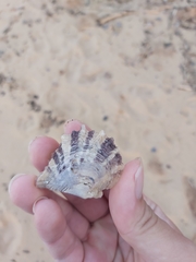 Pterioidea