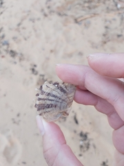Pterioidea