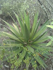 Agave convallis