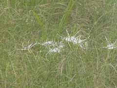 Hymenocallis liriosme