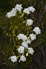Drosera hirsuta