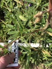 Lupinus rivularis