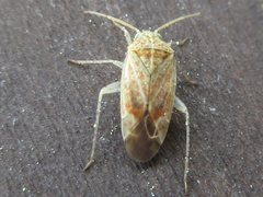 Psallus clarus