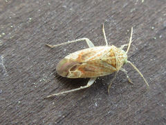 Psallus clarus