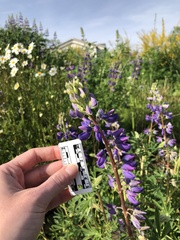 Lupinus rivularis