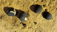 Nerita atramentosa