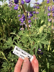 Lupinus rivularis