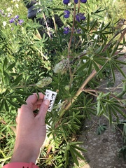 Lupinus rivularis