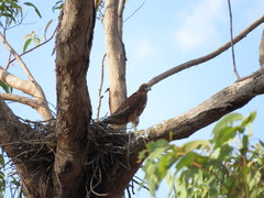 Erythrotriorchis radiatus