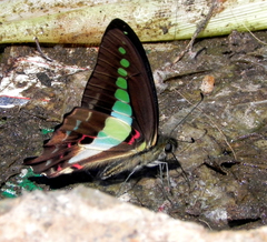 Graphium teredon