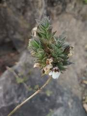 Lepidagathis cuspidata