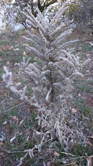 Echium glomeratum