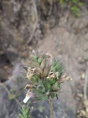 Lepidagathis cuspidata