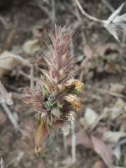 Lepidagathis cuspidata