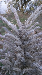 Echium glomeratum