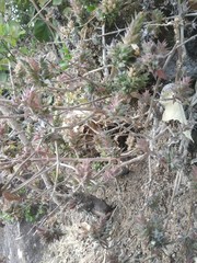 Lepidagathis cuspidata