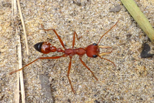 Red Bull Ant photo 3