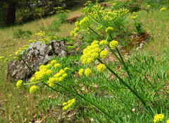 Lomatium suksdorfii