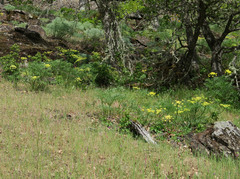 Lomatium suksdorfii