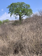 Ceiba trischistandra