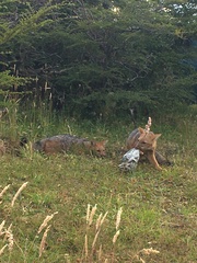 Lycalopex culpaeus andinus