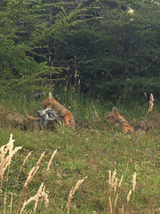 Lycalopex culpaeus andinus