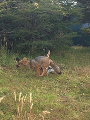 Lycalopex culpaeus andinus