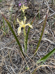 Iris bracteata