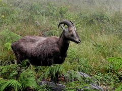 Nilgiritragus hylocrius